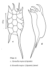 Keratella tropica