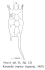 Keratella tropica