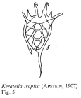 Keratella tropica