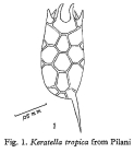 Keratella tropica