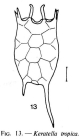 Keratella tropica
