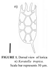 Keratella tropica