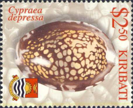 Cypraea depressa