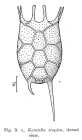 Keratella tropica