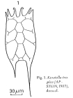 Keratella tropica