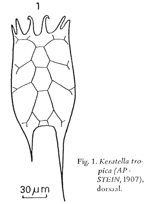 Keratella tropica Keratella tropica