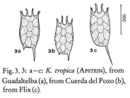 Keratella tropica