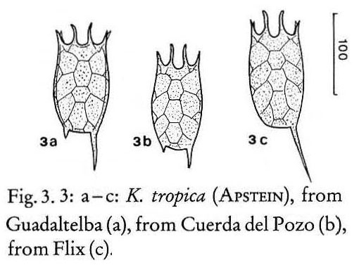 Keratella tropica Keratella tropica