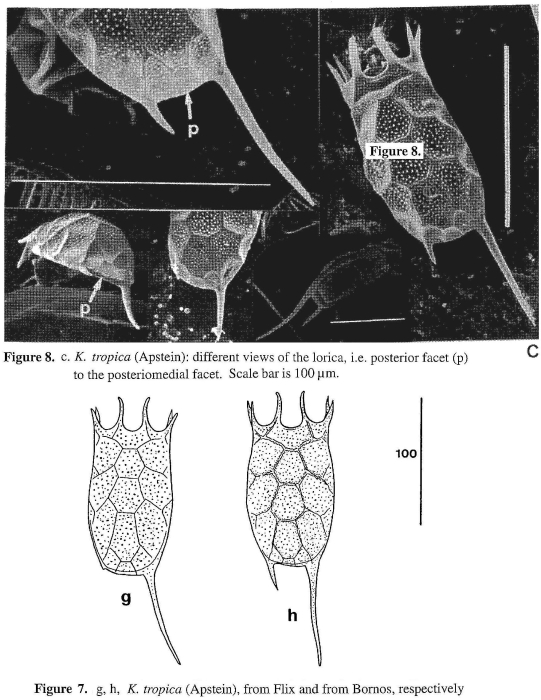 Keratella tropica Keratella tropica