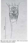 Keratella tropica