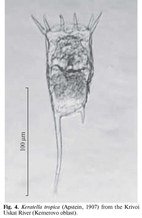 Keratella tropica Keratella tropica
