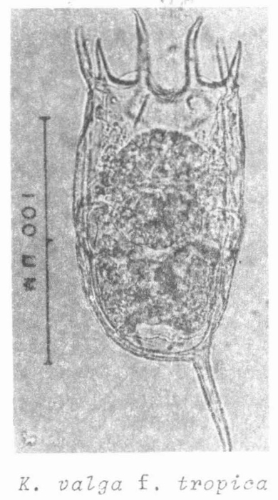 Keratella tropica Keratella tropica