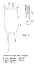 Keratella tropica - Original description image