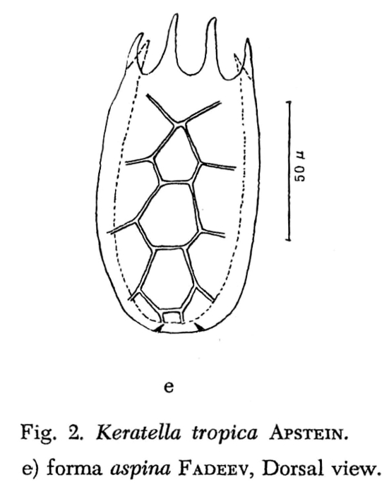 Keratella tropica aspina