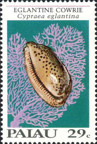 Cypraea eglantina Cypraea eglantina