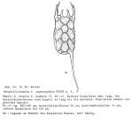 Keratella tropica f. taurocephala