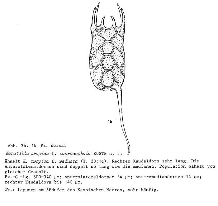 Keratella tropica f. taurocephala Keratella tropica f. taurocephala