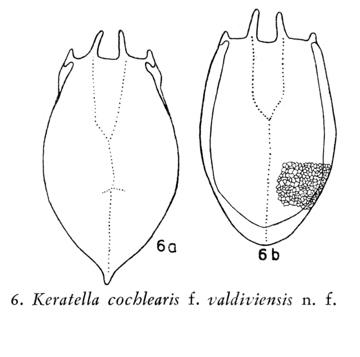 Keratella valdiviensis - Original description image