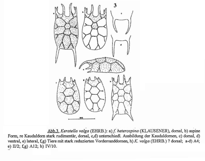 Keratella valga