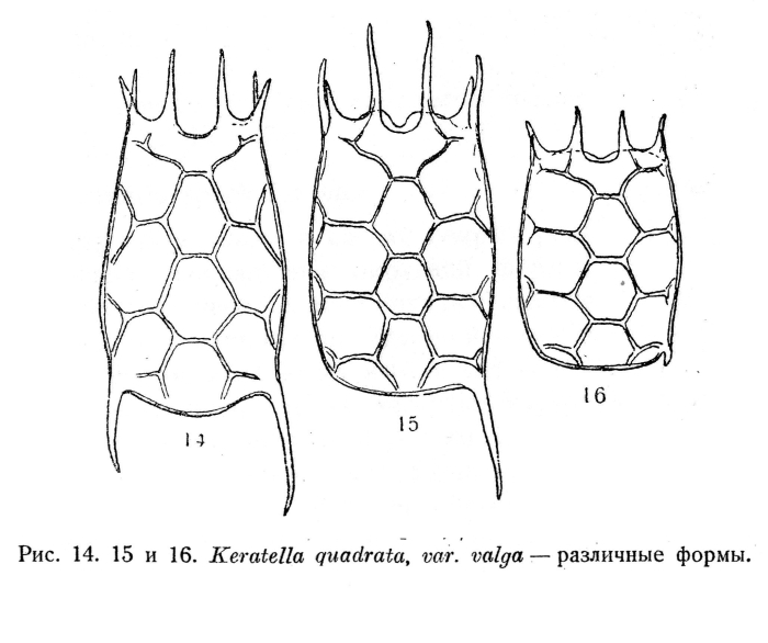 Keratella valga