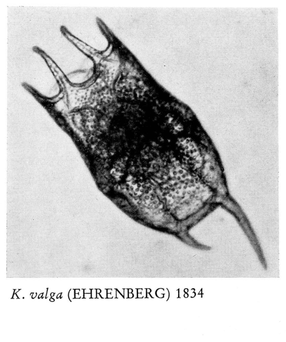 Keratella valga Keratella valga
