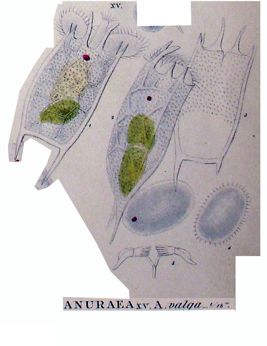 Keratella valga