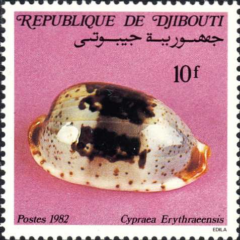 Cypraea erythraeensis Cypraea erythraeensis