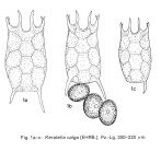 Keratella valga