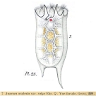 Keratella valga