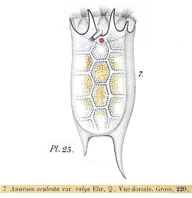 Keratella valga