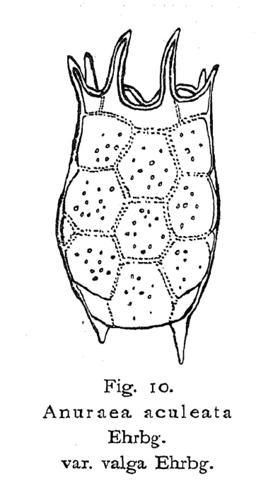 Keratella valga