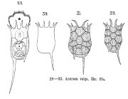 Keratella valga