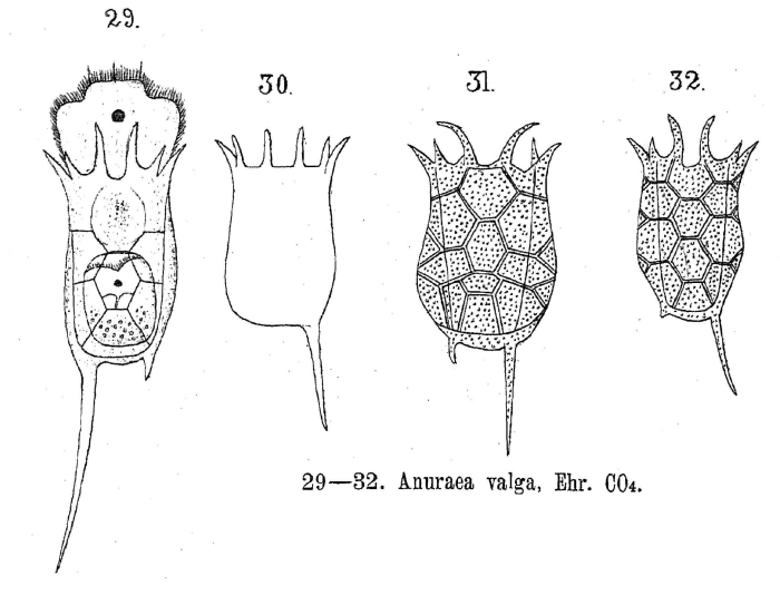 Keratella valga