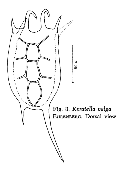Keratella valga
