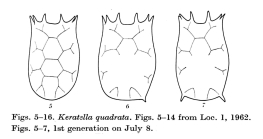 Keratella valga