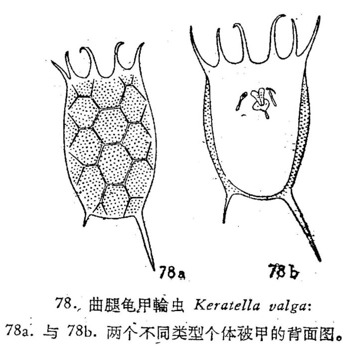 Keratella valga