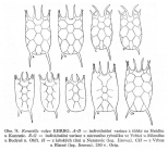 Keratella valga