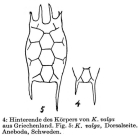 Keratella valga