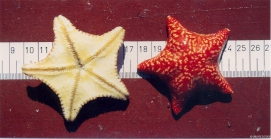 Porania (Porania) pulvillus (O.F. Mler, 1776)