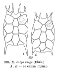 Keratella valga