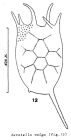 Keratella valga
