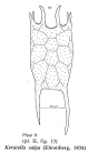 Keratella valga