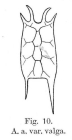 Keratella valga