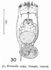 Keratella valga