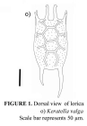 Keratella valga