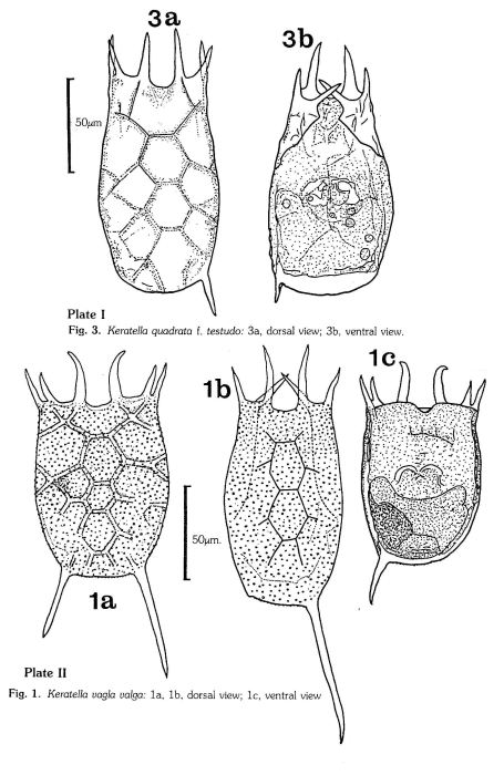 Keratella valga