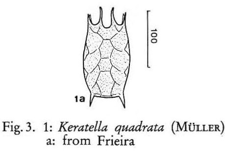 Keratella valga