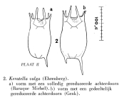 Keratella valga