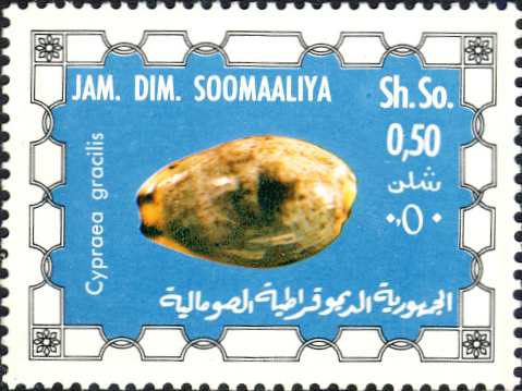 Cypraea gracilis Cypraea gracilis