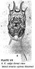 Keratella valga